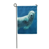 Plava plivanje Polarni medvjed pod vodom gledajući kameru bašti za zastavu Kamera Dekorativna zastava kuće baner