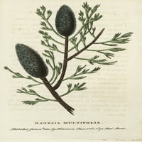 Banksia Multifolia, vrste bankinskog postera Print ® Florilegije Mary Evans