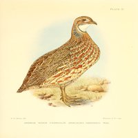 Igra-ptice i voda-ptica južne Afrike narančasto reke Francolin poster Print Narednice Charles G. Davis