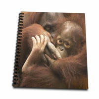 3Droza Florida, Pensacola, Orangutans u Zoo - US JWL - Joanne Wells - Memorijska knjiga, prema