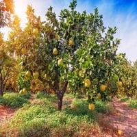 ⭐ Gardera's Premium Pomelo Tree Tlo MI - Brzo odvodno zalijevanje tla za uzgoj i remotiranje citrusa Maxima ?? - četvrt