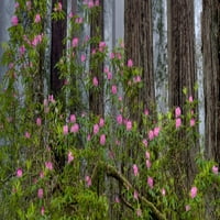 Rhododendron Cvijeće u šumi, Nacionalni park Crveno drvo, Kalifornija, SAD Poster Print