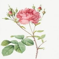 Cumberland Rose, Rosa Centifolia Anglica Rubra Pierre Joseph Redoute