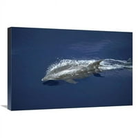 in. uska grla delfina skakavo kroz smirivanje mornog mora, Panama Bight, Panama Art Print - Tui de Roy