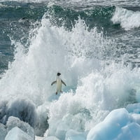 Antarktika, poluotok Antarktika, smeđi bluff Adelie Penguin, pad valnog plakata ispisa yuri choufour # an02ych0031