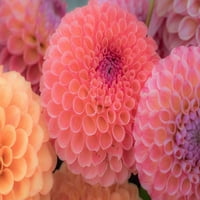 Washington država-sammamička Dahlia Dizajn i obrasci cvijeća od strane Sylvia Gulin