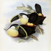 Citron-Brusted Toucan Poster Print John Gould