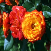 Karizma Floribunda Rose - spaljena narandžasta - 4 lonac