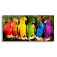 Epic Art 'Rainbow Papagalice' Mike Jones, Akrilna staklena zida Art, 48 x24