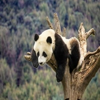 Asia-Kina-Wolong-divovska panda-dio UNESCO-a Mveća i biosferskog rezervata Hollice Looney